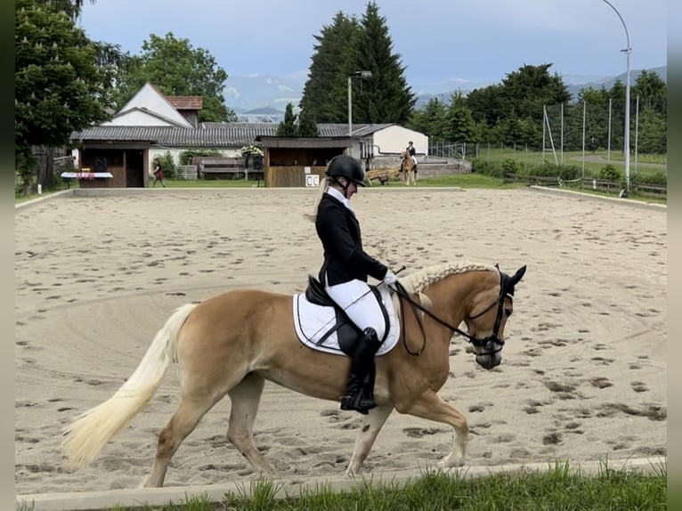 Haflinger Stute 11 Jahre 154 cm in Schwarzenbach am Größing