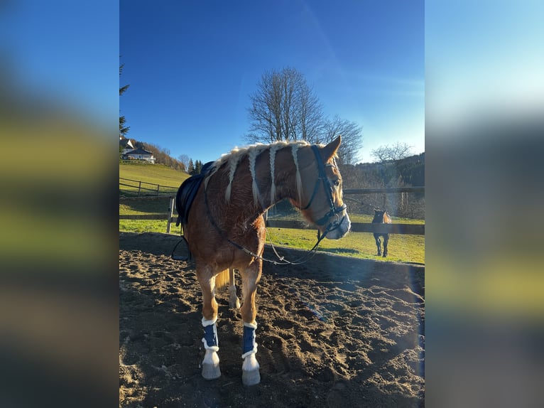 Haflinger Stute 11 Jahre 154 cm in Schwarzenbach am Größing