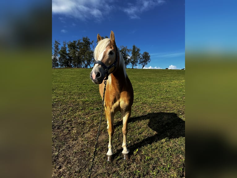 Haflinger Stute 11 Jahre 154 cm in Schwarzenbach am Größing