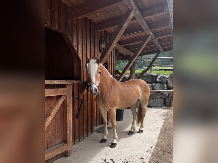 Haflinger Stute 11 Jahre 154 cm in Schwarzenbach am Größing