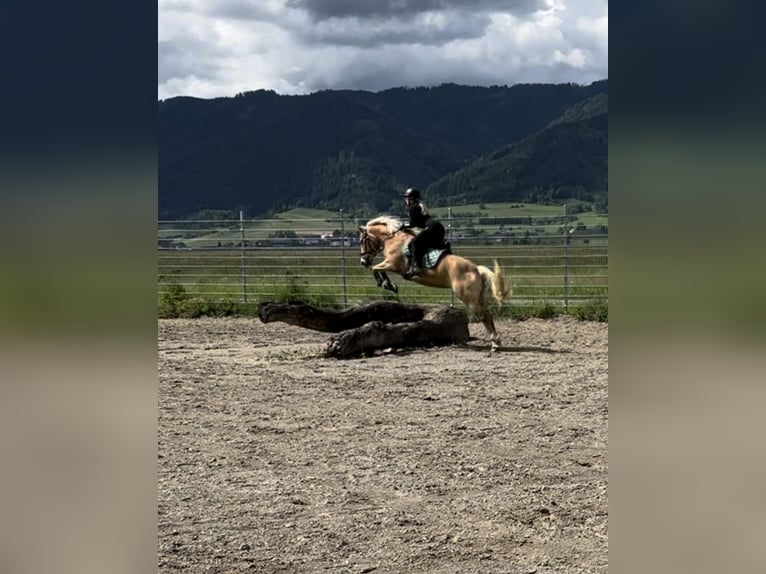 Haflinger Stute 11 Jahre 154 cm in Schwarzenbach am Größing