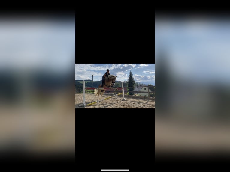 Haflinger Stute 11 Jahre 154 cm in Schwarzenbach am Größing