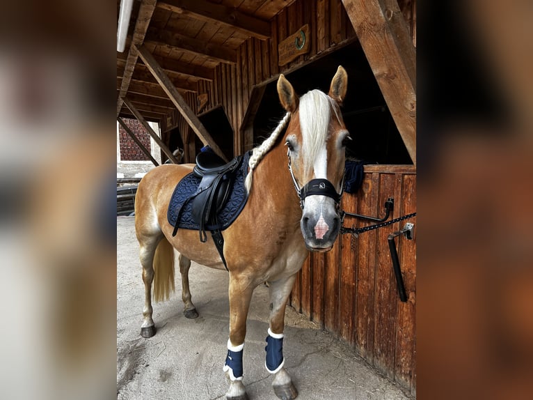 Haflinger Stute 11 Jahre 154 cm in Schwarzenbach am Größing