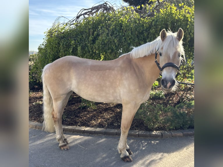 Haflinger Stute 11 Jahre 155 cm Fuchs in Iggingen