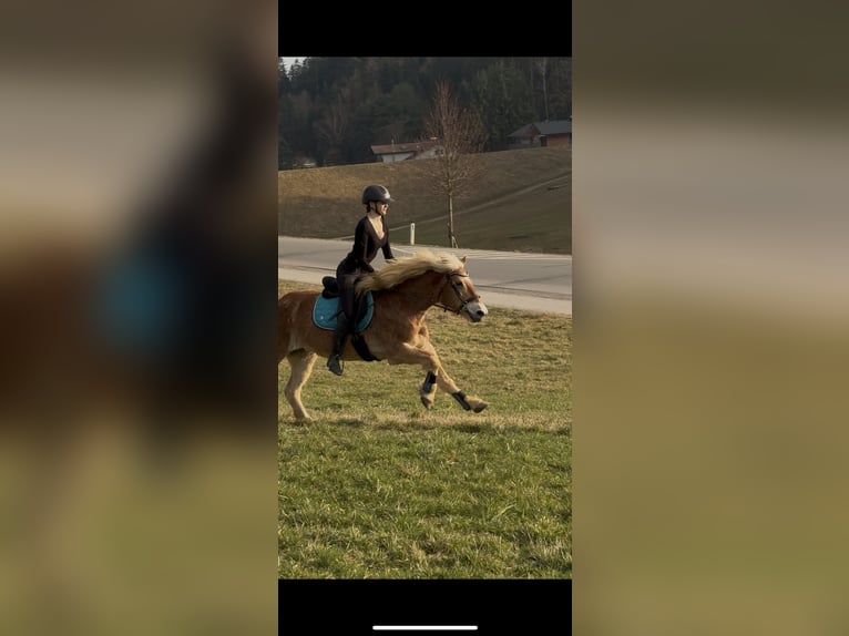 Haflinger Stute 11 Jahre  in Graz