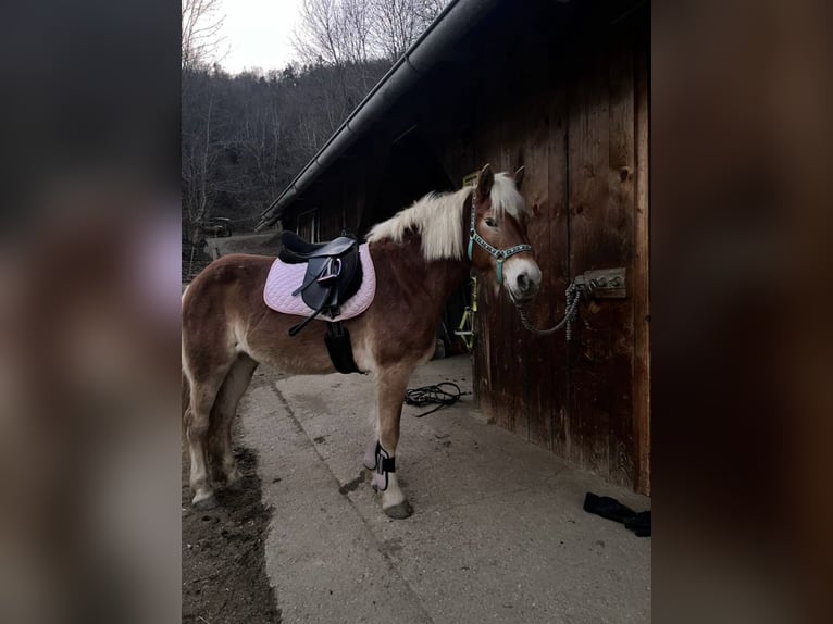 Haflinger Stute 11 Jahre  in Graz