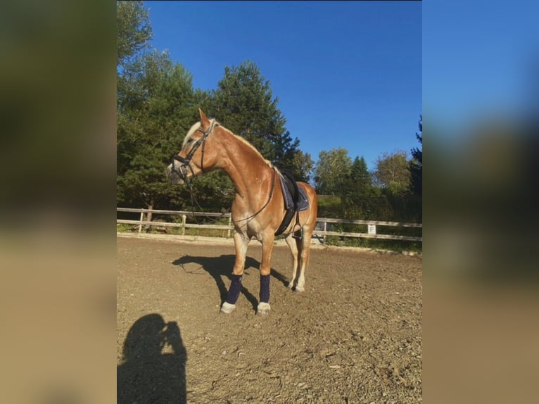 Haflinger Stute 11 Jahre  in Graz