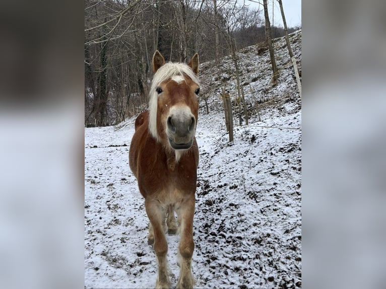 Haflinger Stute 11 Jahre  in Graz