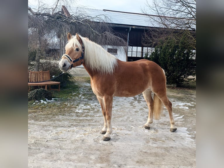 Haflinger Stute 11 Jahre Fuchs in Friedberg