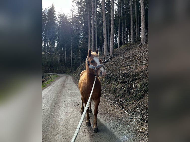 Haflinger Mix Stute 12 Jahre 140 cm Fuchs in M&#xF6;lbling