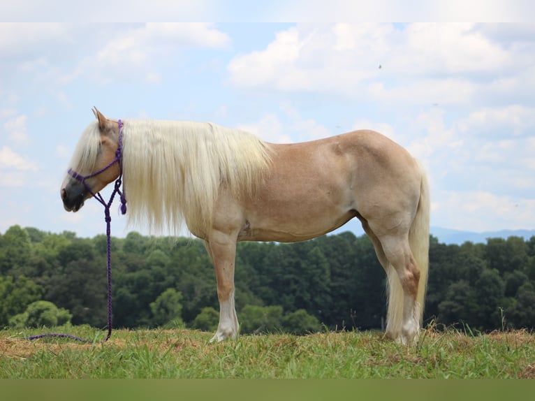 Haflinger Stute 12 Jahre 140 cm in Cleveland, TN