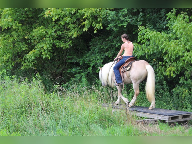 Haflinger Stute 12 Jahre 140 cm in Cleveland, TN