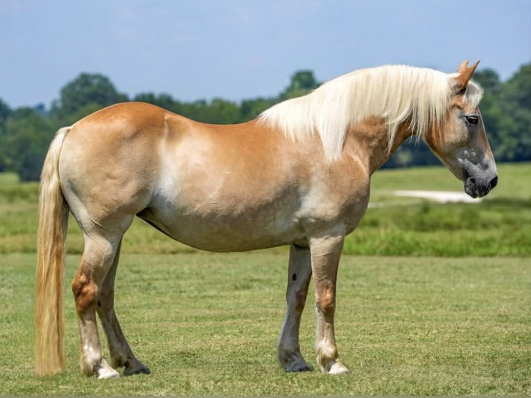 Haflinger Stute 12 Jahre 142 cm Palomino in Huntsville