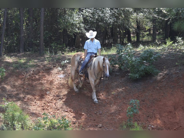 Haflinger Stute 12 Jahre 142 cm Palomino in Huntsville