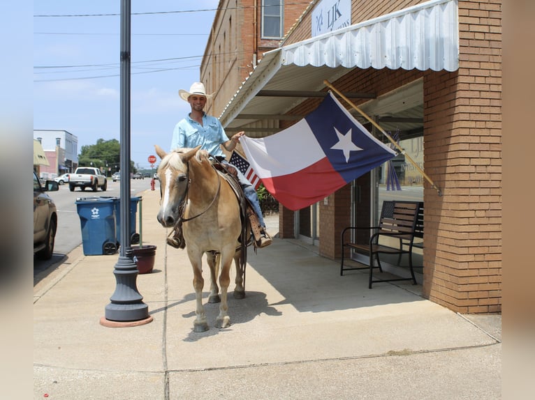 Haflinger Stute 12 Jahre 142 cm Palomino in Huntsville