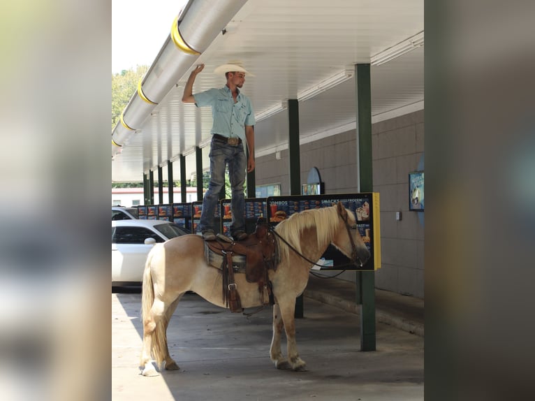 Haflinger Stute 12 Jahre 142 cm Palomino in Huntsville