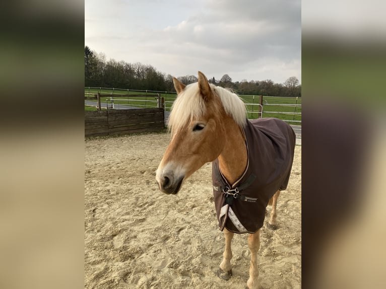 Haflinger Stute 12 Jahre 147 cm in Aachen