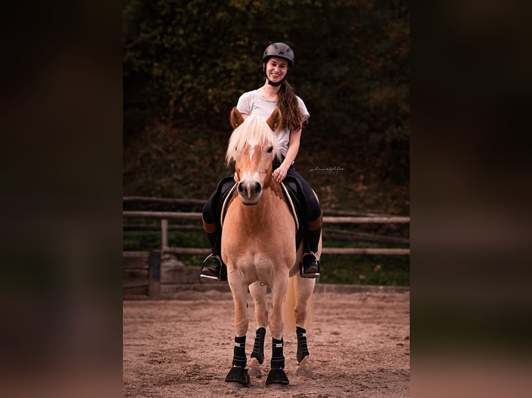 Haflinger Stute 12 Jahre 147 cm Fuchs in Aachen