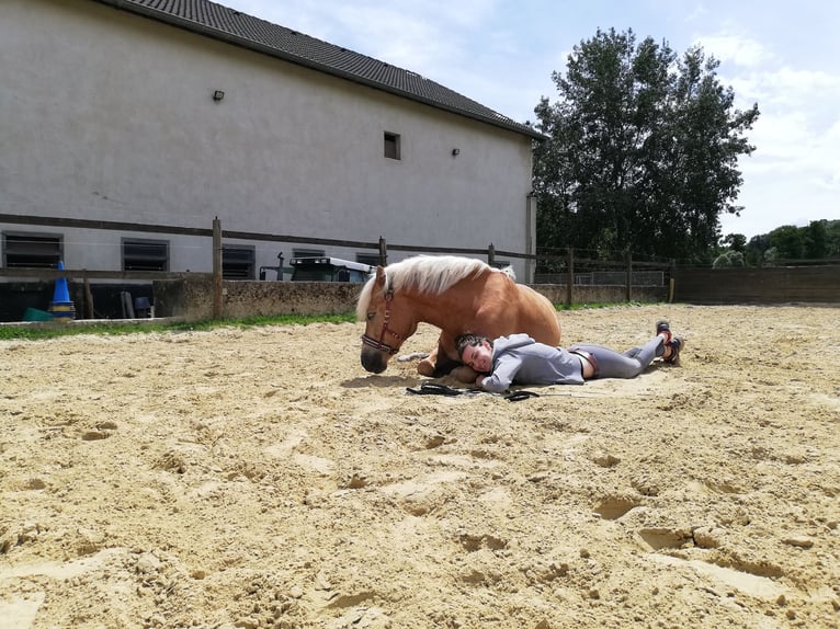 Haflinger Stute 12 Jahre 147 cm Fuchs in Aachen
