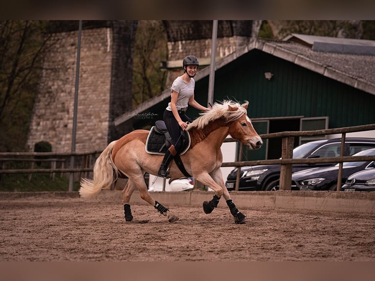 Haflinger Stute 12 Jahre 147 cm Fuchs in Aachen