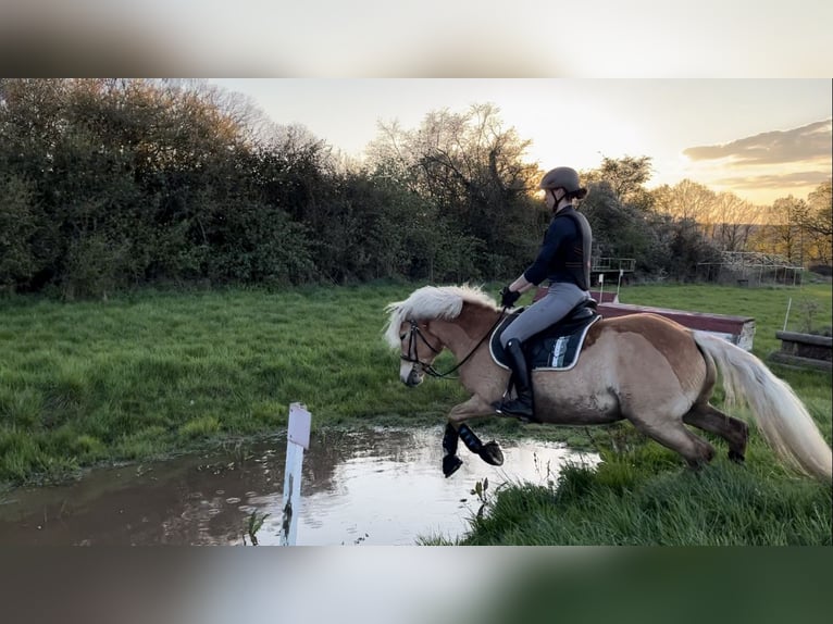 Haflinger Stute 12 Jahre 147 cm Fuchs in Aachen