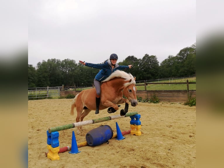 Haflinger Stute 12 Jahre 147 cm Fuchs in Aachen