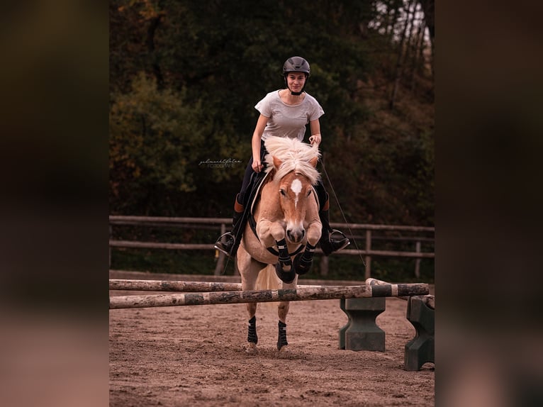 Haflinger Stute 12 Jahre 147 cm Fuchs in Aachen