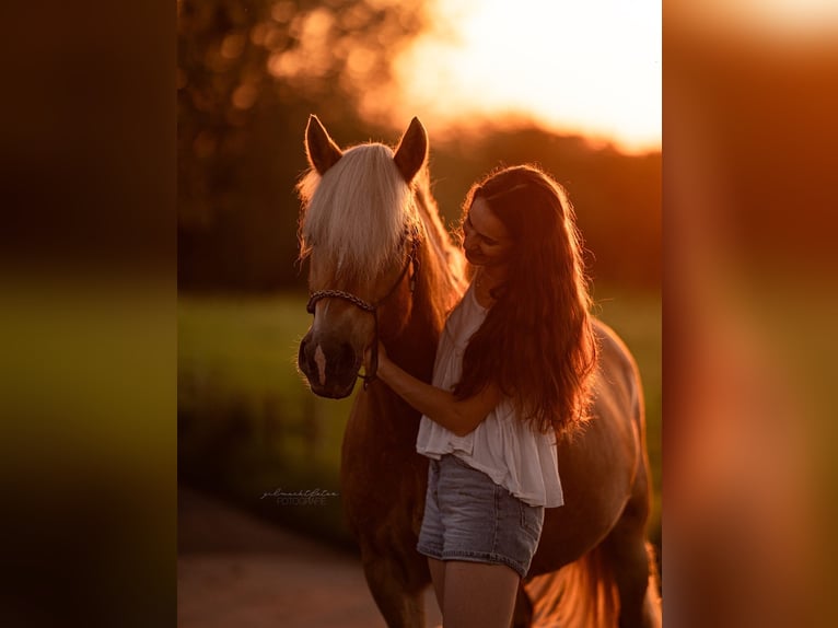 Haflinger Stute 12 Jahre 147 cm Fuchs in Aachen