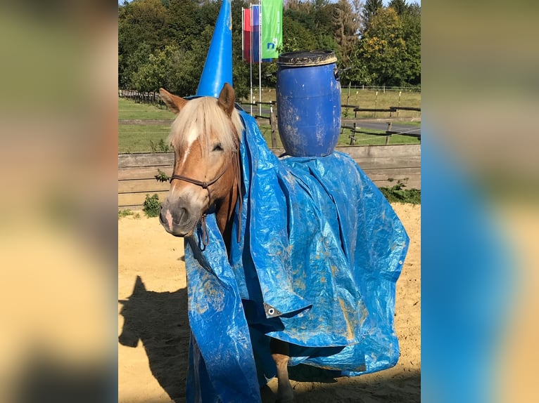 Haflinger Stute 12 Jahre 147 cm Fuchs in Aachen