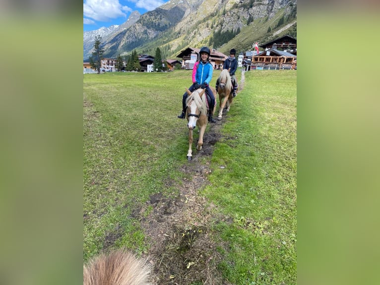 Haflinger Stute 12 Jahre 148 cm Fuchs in St. Leonhard i. Pitztal