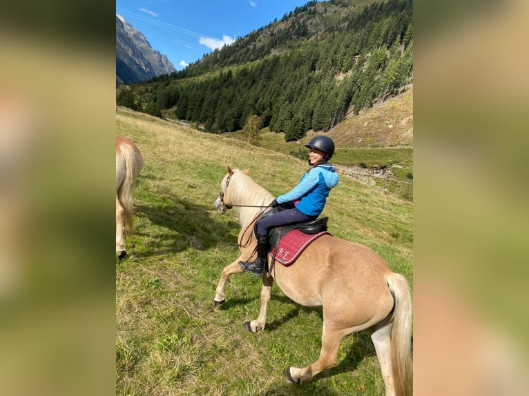 Haflinger Stute 12 Jahre 148 cm Fuchs in St. Leonhard i. Pitztal