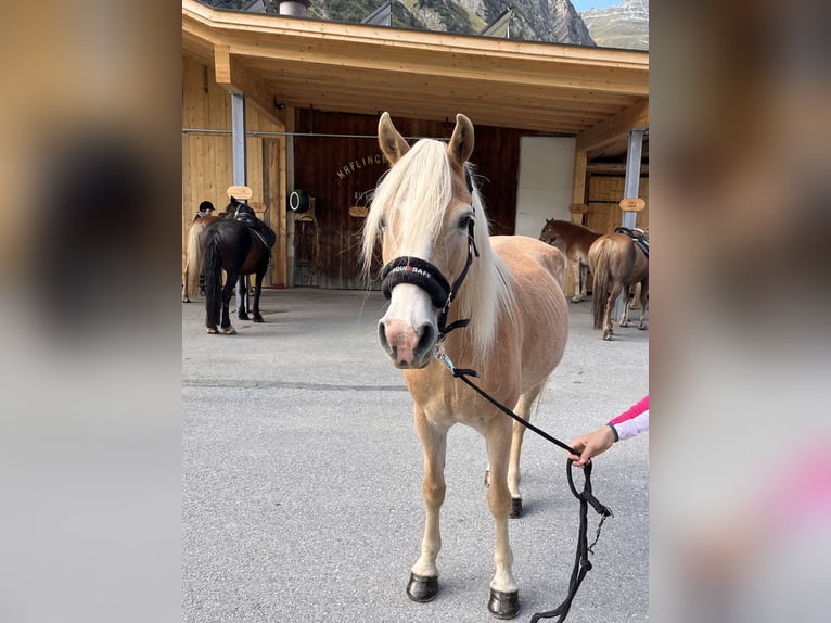 Haflinger Stute 12 Jahre 148 cm Fuchs in St. Leonhard i. Pitztal