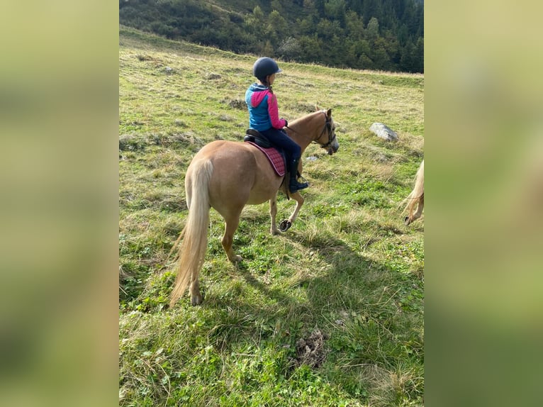 Haflinger Stute 12 Jahre 148 cm Fuchs in St. Leonhard i. Pitztal