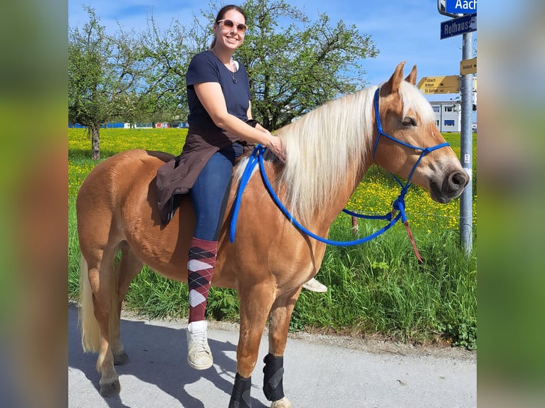 Haflinger Stute 12 Jahre 148 cm Fuchs in Tübach