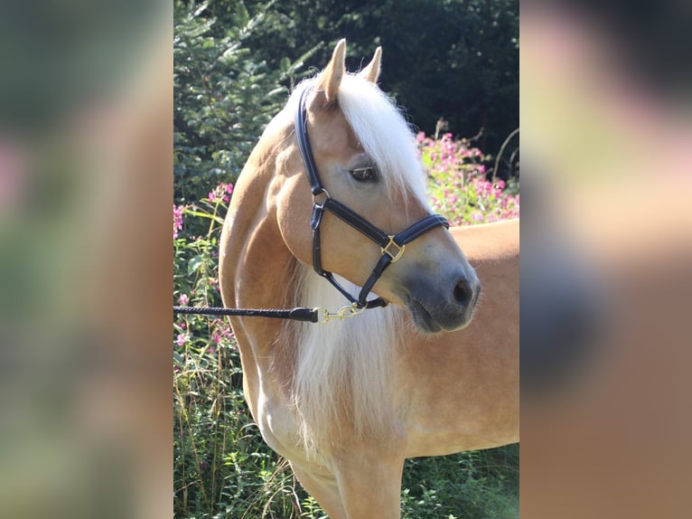 Haflinger Stute 12 Jahre 148 cm  in Desselbrunn