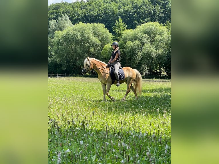 Haflinger Stute 12 Jahre 150 cm Fuchs in Schöntal