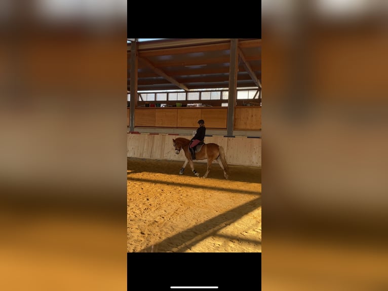 Haflinger Stute 12 Jahre 150 cm Fuchs in Schöntal