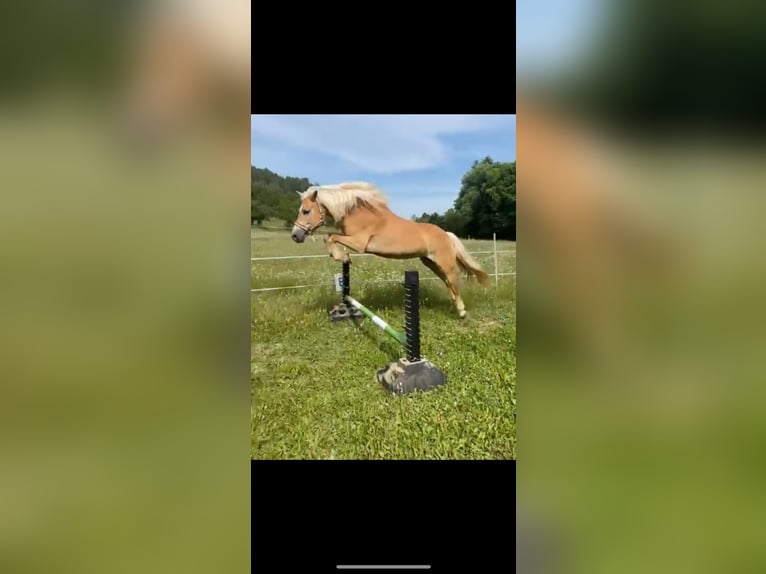 Haflinger Stute 12 Jahre 150 cm Fuchs in Schöntal