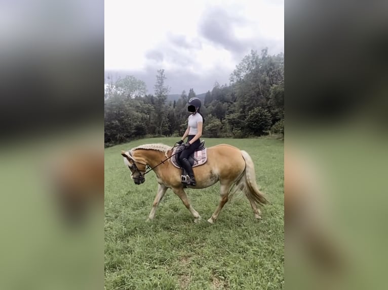 Haflinger Stute 12 Jahre 150 cm Fuchs in Murau