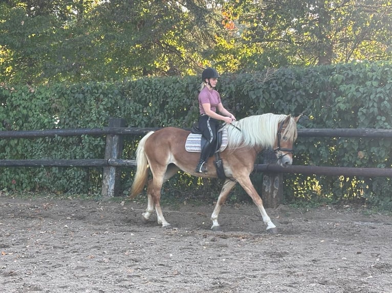 Haflinger Stute 12 Jahre 150 cm Fuchs in Nettersheim