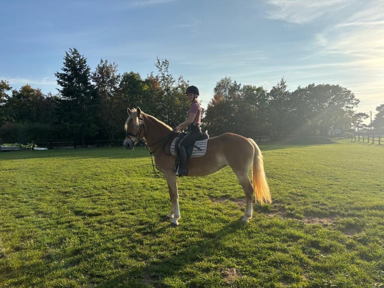 Haflinger Stute 12 Jahre 150 cm Fuchs in Nettersheim