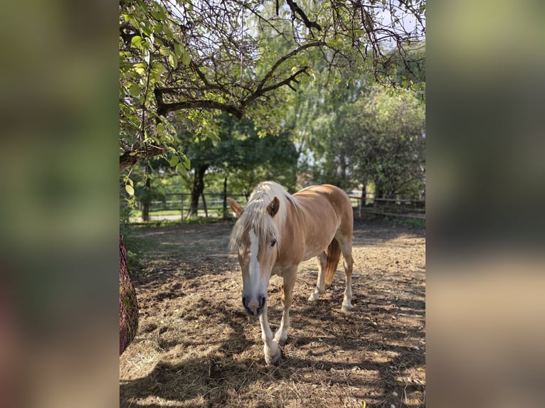 Haflinger Stute 12 Jahre 150 cm Fuchs in Stettenhof