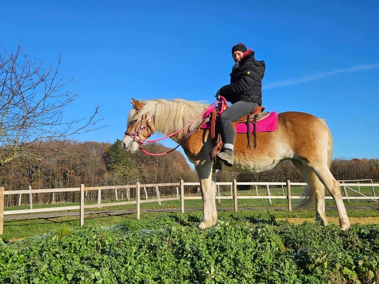 Haflinger Stute 12 Jahre 150 cm Fuchs in Linkenbach