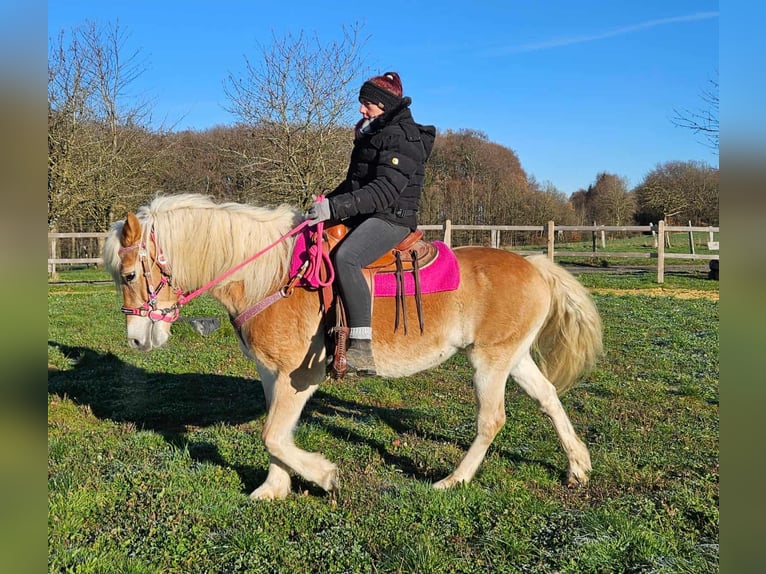 Haflinger Stute 12 Jahre 150 cm Fuchs in Linkenbach
