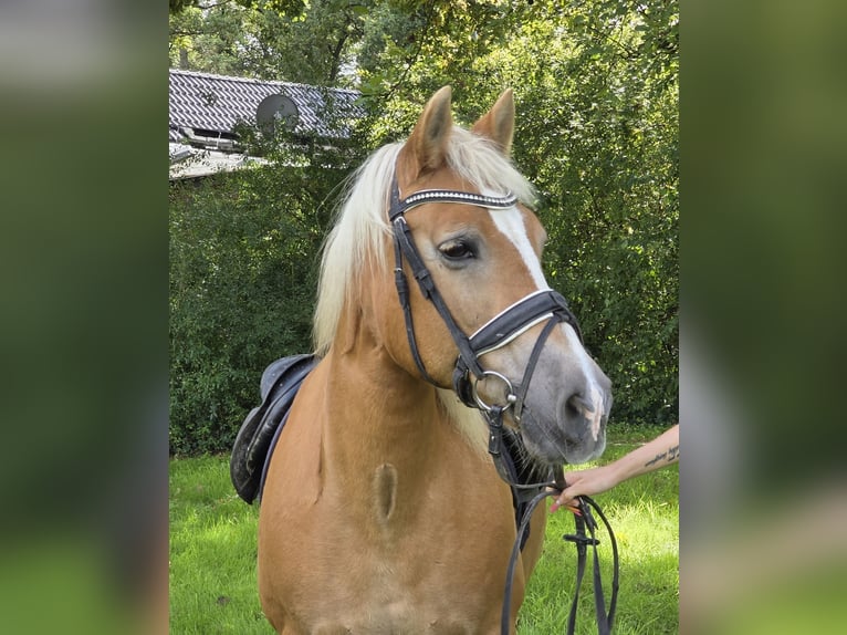 Haflinger Stute 12 Jahre 150 cm Fuchs in Wachtendonk