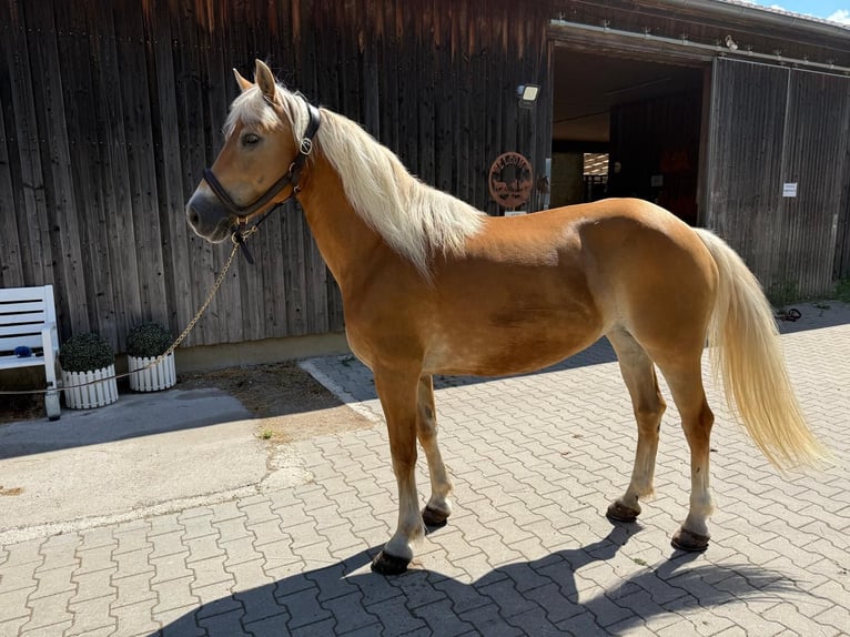 Haflinger Stute 12 Jahre 150 cm Fuchs in Mainbernheim