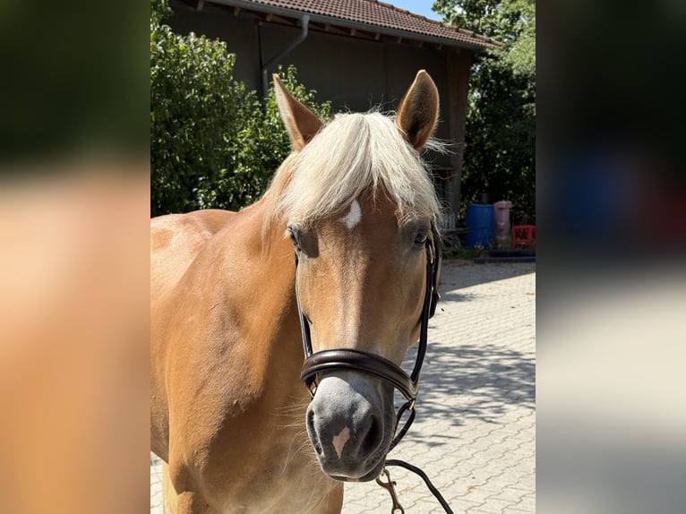 Haflinger Stute 12 Jahre 150 cm Fuchs in Mainbernheim