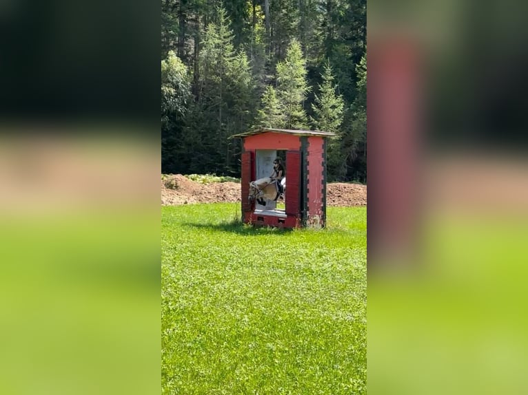 Haflinger Stute 12 Jahre 151 cm Fuchs in Bleiburg