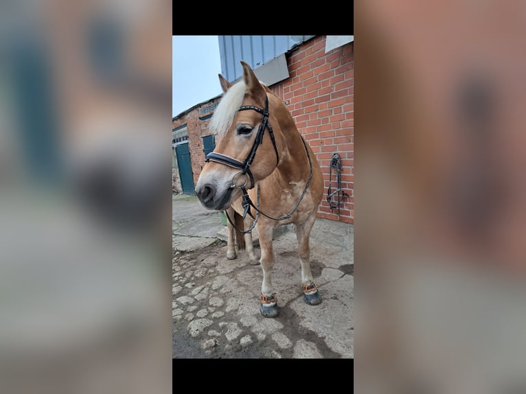 Haflinger Stute 12 Jahre 152 cm  in Stockelsdorf