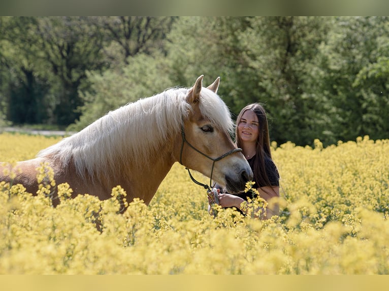 Haflinger Stute 12 Jahre 152 cm in Stockelsdorf